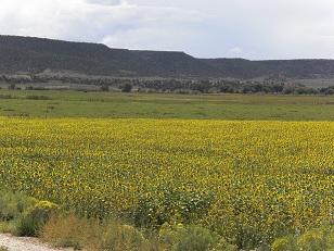 sunflower crop field image