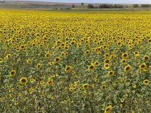 sunflower crop field image